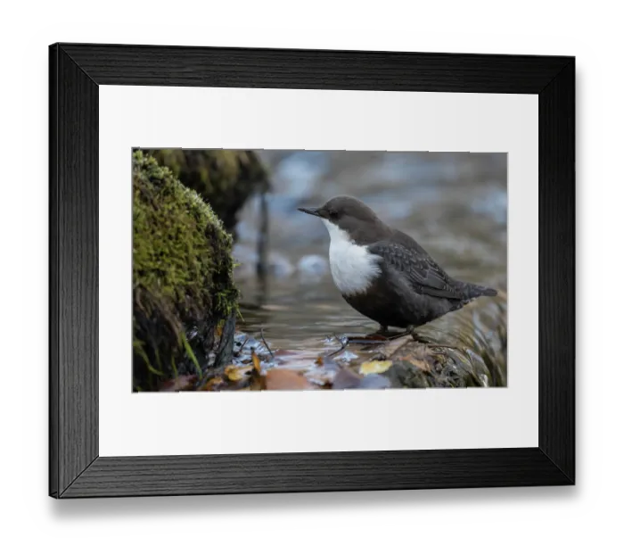 Framed Print : White-throated dipper (Cinclus cinclus) perched on edge of small waterfall, Finland, October Framed Print : White-throated dipper (Cinclus cinclus) perched on edge of small waterfall, Finland, October