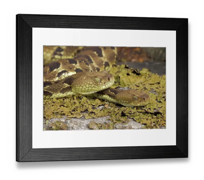 Framed Print : Two Timber rattlesnakes (Crotalus horridus) resting amongst lichen covered rocks, showing heat-sensitive facial pits, Maryland, USA. August Framed Print : Two Timber rattlesnakes (Crotalus horridus) resting amongst lichen covered rocks, showing heat-sensitive facial pits, Maryland, USA. August