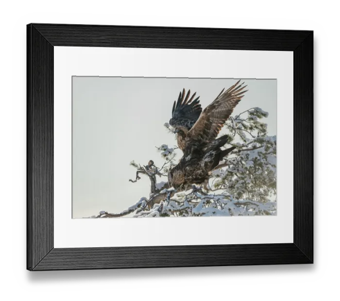 Framed Print : Golden eagle (Aquila chrysaetos) pair mating in snowy tree, Finland, February Framed Print : Golden eagle (Aquila chrysaetos) pair mating in snowy tree, Finland, February