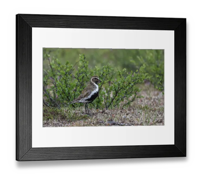Framed Print : Golden plover (Pluvialis apricaria) female in breeding plumage, standing in heathland, Finland, July Framed Print : Golden plover (Pluvialis apricaria) female in breeding plumage, standing in heathland, Finland, July
