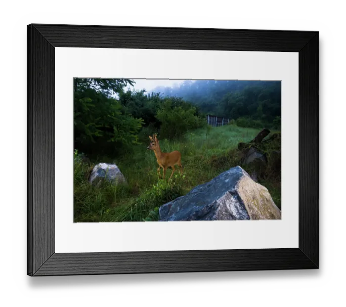 Framed Print : Roe deer (Capreolus capreolus) male, walking across a wildlife crossing above the busy A7 highway, Drome, France. June. Camera trap image Framed Print : Roe deer (Capreolus capreolus) male, walking across a wildlife crossing above the busy A7 highway, Drome, France. June. Camera trap image