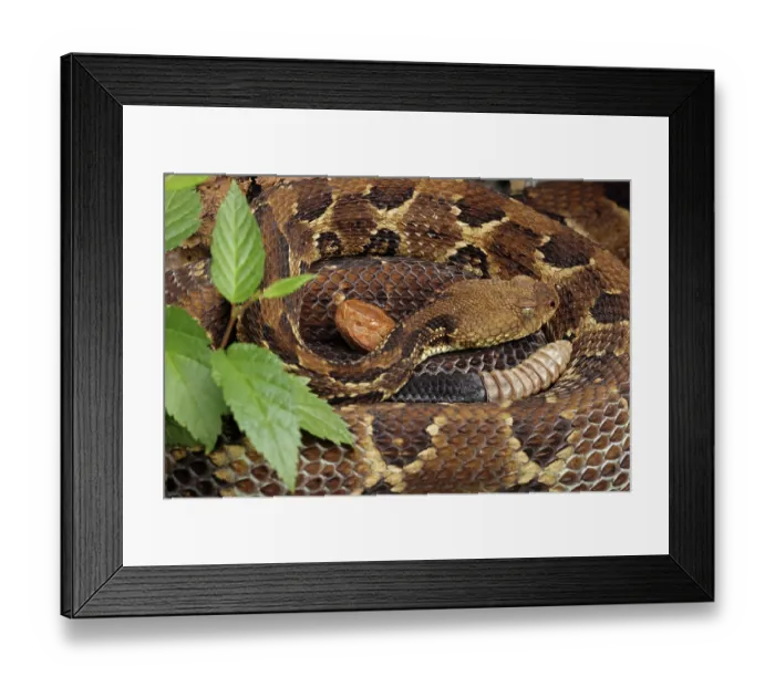 Framed Print : Timber rattlesnake (Crotalus horridus) gravid female, and Northern copperhead (Agkistrodon contortrix) resting amongst lichen covered rocks, Maryland, USA. August Framed Print : Timber rattlesnake (Crotalus horridus) gravid female, and Northern copperhead (Agkistrodon contortrix) resting amongst lichen covered rocks, Maryland, USA. August