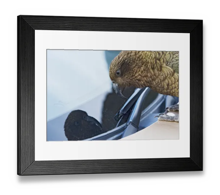 Framed Print : Kea (Nestor notabilis) investigating car windscreen wiper, Arthur's Pass, Southern Alps, South Island, New Zealand. Endangered Framed Print : Kea (Nestor notabilis) investigating car windscreen wiper, Arthur's Pass, Southern Alps, South Island, New Zealand. Endangered