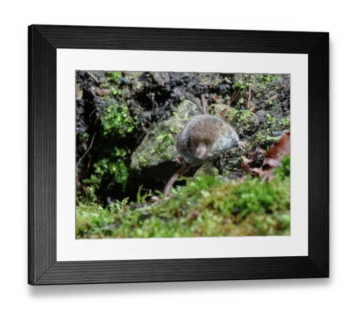 Framed Print : Pygmy shrew (Sorex minutus) with several ticks (Ixodes sp.) attached to an ear, foraging in a garden flowerbed at night, Wiltshire, England, UK. January Framed Print : Pygmy shrew (Sorex minutus) with several ticks (Ixodes sp.) attached to an ear, foraging in a garden flowerbed at night, Wiltshire, England, UK. January