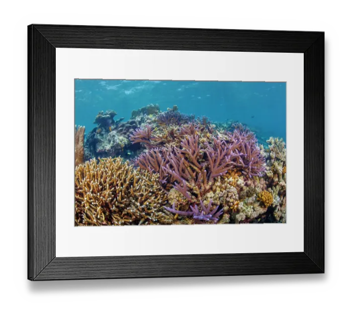 Framed Print : Coral reef with heathy hard coral colony on the edge of a drop-off, Yap, Federated States of Micronesia, Pacific Ocean Framed Print : Coral reef with heathy hard coral colony on the edge of a drop-off, Yap, Federated States of Micronesia, Pacific Ocean