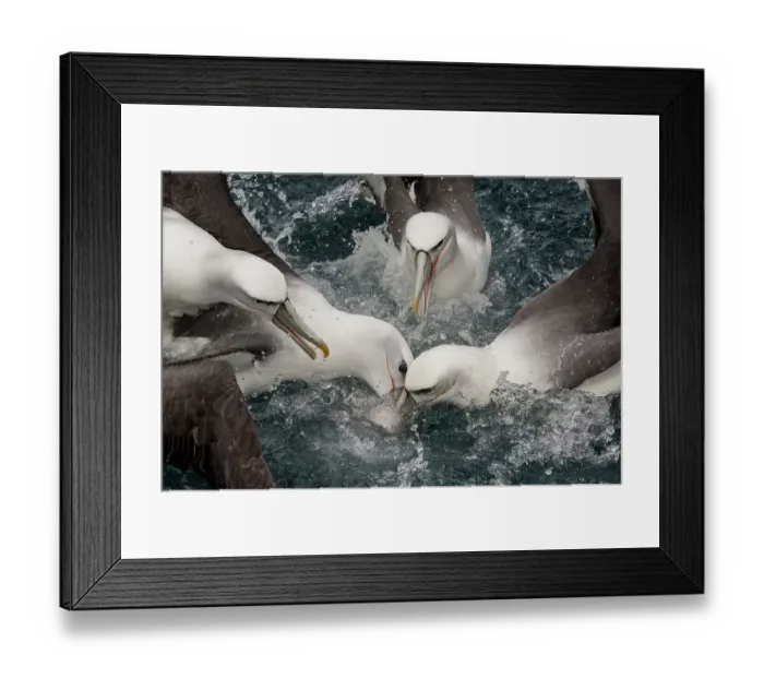 Framed Print : New Zealand white-capped mollymawks (Diomedea cauta steadi) flock fighting over food on the water surface, Stewart Island, New Zealand, Pacific Ocean Framed Print : New Zealand white-capped mollymawks (Diomedea cauta steadi) flock fighting over food on the water surface, Stewart Island, New Zealand, Pacific Ocean