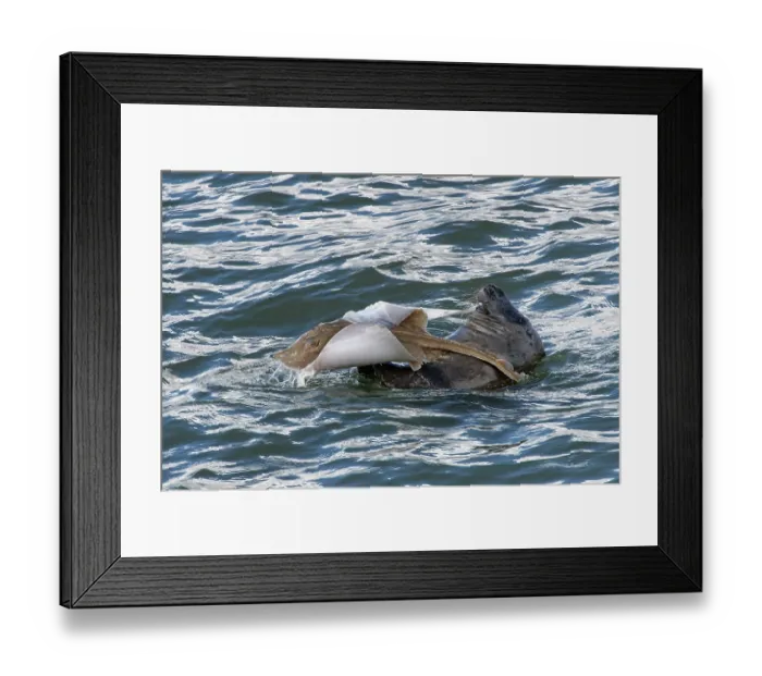 Framed Print : Grey seal (Halichoerus grypus) in water, holding Small-eyed ray (Raja microocellata) prey in its flippers, feeding on flesh from the fish's unprotected underside, Trebetherick Framed Print : Grey seal (Halichoerus grypus) in water, holding Small-eyed ray (Raja microocellata) prey in its flippers, feeding on flesh from the fish's unprotected underside, Trebetherick