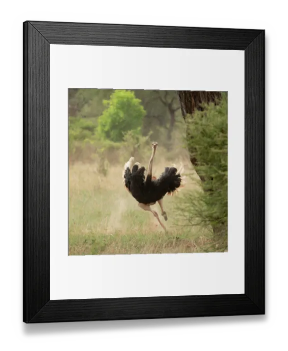Framed Print : Masai ostrich (Struthio camelus massaicus) male, running, Tarangire National Park, Tanzania Framed Print : Masai ostrich (Struthio camelus massaicus) male, running, Tarangire National Park, Tanzania