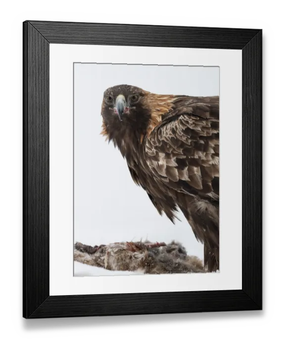 Framed Print : Golden eagle (Aquila chrysaetos) perched on carcass and looking around, Finland, February Framed Print : Golden eagle (Aquila chrysaetos) perched on carcass and looking around, Finland, February