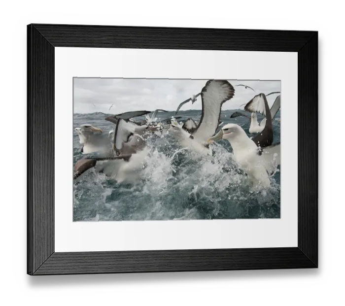 Framed Print : New Zealand white-capped mollymawks (Diomedea cauta steadi) flock fighting over food on the water surface, Stewart Island, New Zealand, Pacific Ocean Framed Print : New Zealand white-capped mollymawks (Diomedea cauta steadi) flock fighting over food on the water surface, Stewart Island, New Zealand, Pacific Ocean