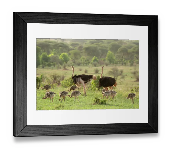 Framed Print : Two Masai ostriches (Struthio camelus massaicus) male, watching over their brood of foraging chicks, Tarangire National Park, Tanzania Framed Print : Two Masai ostriches (Struthio camelus massaicus) male, watching over their brood of foraging chicks, Tarangire National Park, Tanzania