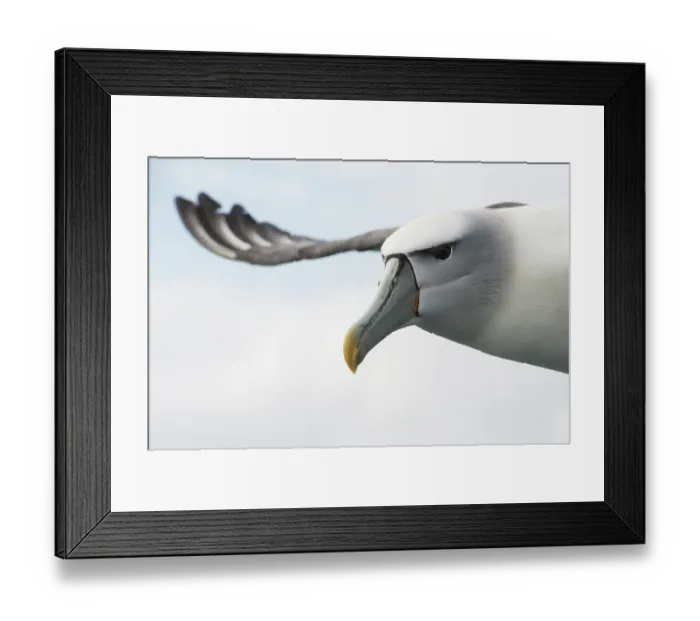 Framed Print : New Zealand white-capped mollymawk (Diomedea cauta steadi) in flight, Stewart Island, New Zealand Framed Print : New Zealand white-capped mollymawk (Diomedea cauta steadi) in flight, Stewart Island, New Zealand
