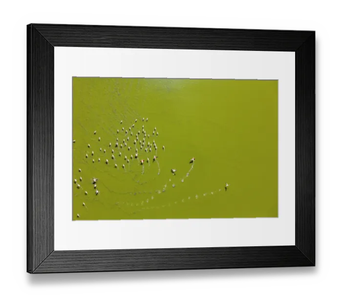 Framed Print : Aerial view of Lesser flamingos (Phoeniconaias minor) flock landing on Lake Magadi, Kenya Framed Print : Aerial view of Lesser flamingos (Phoeniconaias minor) flock landing on Lake Magadi, Kenya