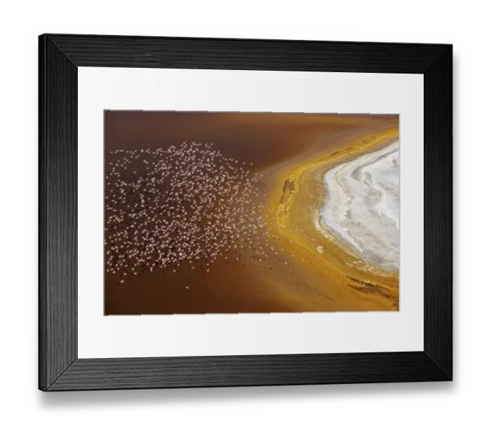 Framed Print : Aerial view of Lesser flamingos (Phoeniconaias minor) flock in flight over Lake Magadi, Kenya Framed Print : Aerial view of Lesser flamingos (Phoeniconaias minor) flock in flight over Lake Magadi, Kenya