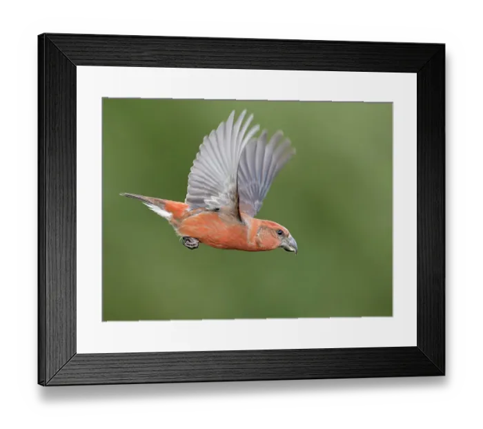Framed Print : Parrot crossbill (Loxia pytyopsittacus) male, in flight, Helsinki, Finland. November Framed Print : Parrot crossbill (Loxia pytyopsittacus) male, in flight, Helsinki, Finland. November