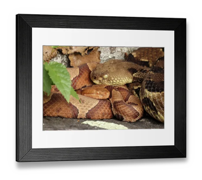Framed Print : Timber rattlesnake (Crotalus horridus) gravid female, and Northern copperhead (Agkistrodon contortrix) resting amongst lichen covered rocks, Maryland, USA. August