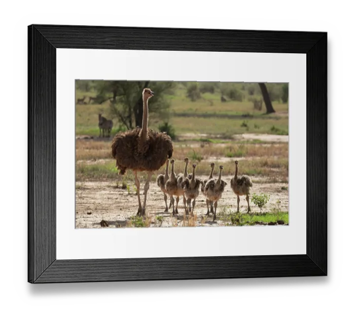 Framed Print : Masai ostrich (Struthio camelus massaicus) female with chicks walking over dry ground, Tarangire National Park, Tanzania Framed Print : Masai ostrich (Struthio camelus massaicus) female with chicks walking over dry ground, Tarangire National Park, Tanzania