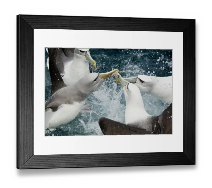 Framed Print : New Zealand white-capped mollymawks (Diomedea cauta steadi) flock fighting over food on the water surface, Stewart Island, New Zealand, Pacific Ocean Framed Print : New Zealand white-capped mollymawks (Diomedea cauta steadi) flock fighting over food on the water surface, Stewart Island, New Zealand, Pacific Ocean