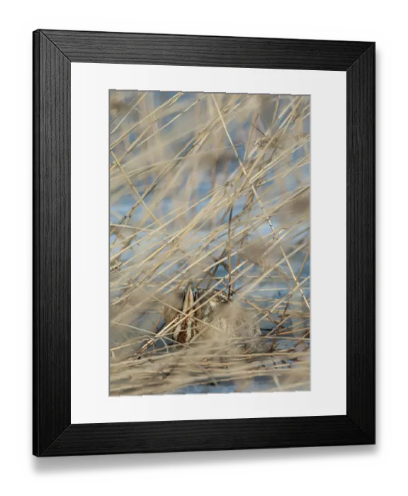 Framed Print : Common bittern (Botaurus stellaris) hiding in reeds and looking up, Finland, April Framed Print : Common bittern (Botaurus stellaris) hiding in reeds and looking up, Finland, April