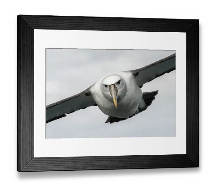Framed Print : New Zealand white-capped mollymawk (Diomedea cauta steadi) in flight, Stewart Island, New Zealand