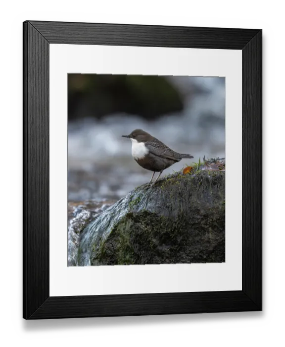 Framed Print : White-throated dipper (Cinclus cinclus) perched on rock beside river, Finland, October Framed Print : White-throated dipper (Cinclus cinclus) perched on rock beside river, Finland, October