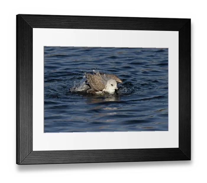 Framed Print : Common gull (Larus canus) bathing, Norwich, Norfolk, England, UK. January Framed Print : Common gull (Larus canus) bathing, Norwich, Norfolk, England, UK. January