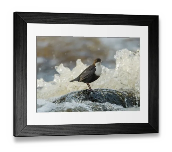 Framed Print : White-throated dipper (Cinclus cinclus) perched on rock in river, Finland, February Framed Print : White-throated dipper (Cinclus cinclus) perched on rock in river, Finland, February