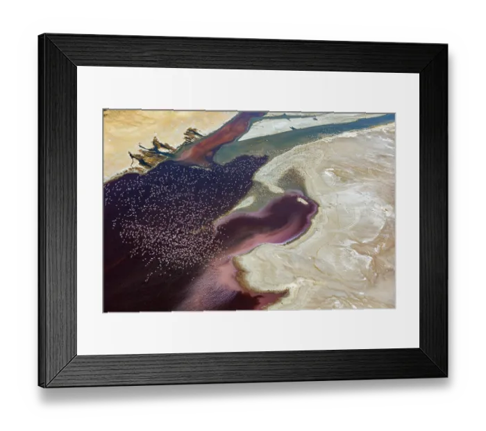 Framed Print : Aerial view of Lesser flamingos (Phoeniconaias minor) flock in flight over Lake Magadi, Kenya Framed Print : Aerial view of Lesser flamingos (Phoeniconaias minor) flock in flight over Lake Magadi, Kenya