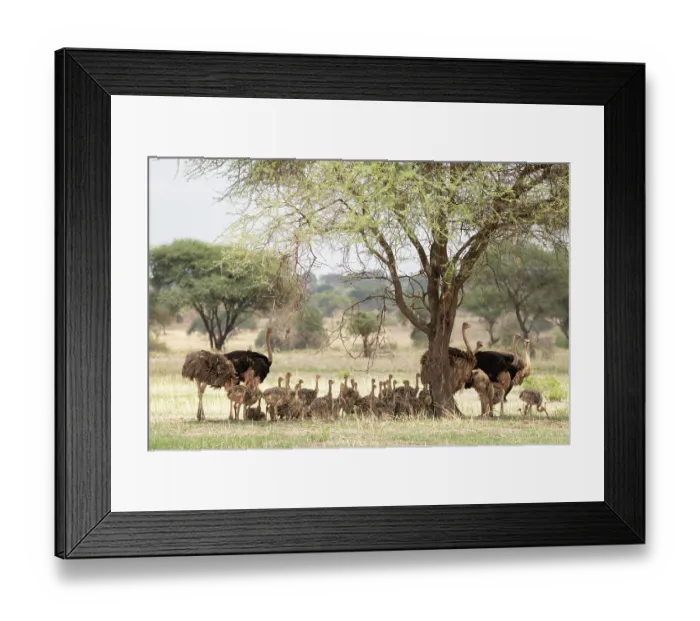 Framed Print : Three pairs of Masai ostriches (Struthio camelus massaicus) resting in shade of tree with brood of chicks, Tarangire National Park, Tanzania Framed Print : Three pairs of Masai ostriches (Struthio camelus massaicus) resting in shade of tree with brood of chicks, Tarangire National Park, Tanzania