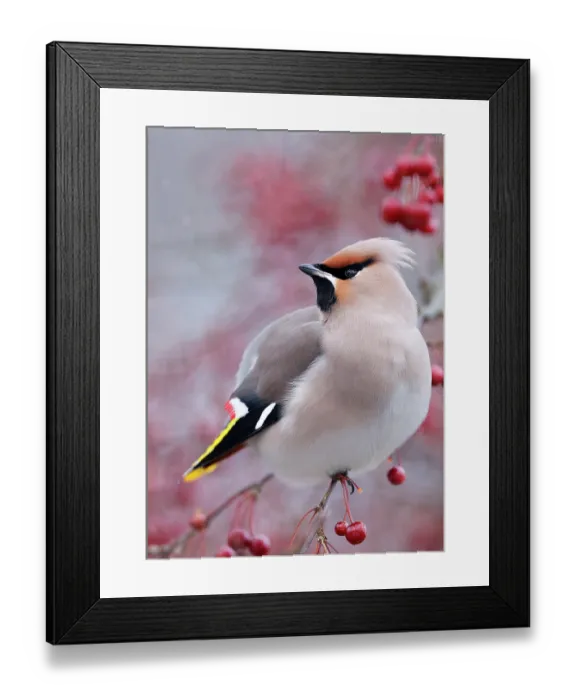 Framed Print : Waxwing (Bombycilla garrulus) perched on branch, Helsinki, Finland. November