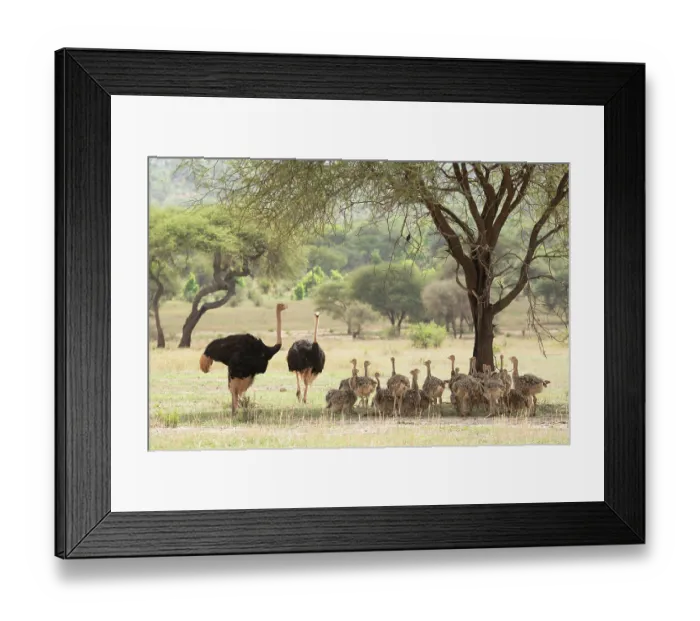 Framed Print : Two Masai ostrich (Struthio camelus massaicus) males resting in shade of tree with brood of chicks, Tarangire National Park, Tanzania Framed Print : Two Masai ostrich (Struthio camelus massaicus) males resting in shade of tree with brood of chicks, Tarangire National Park, Tanzania