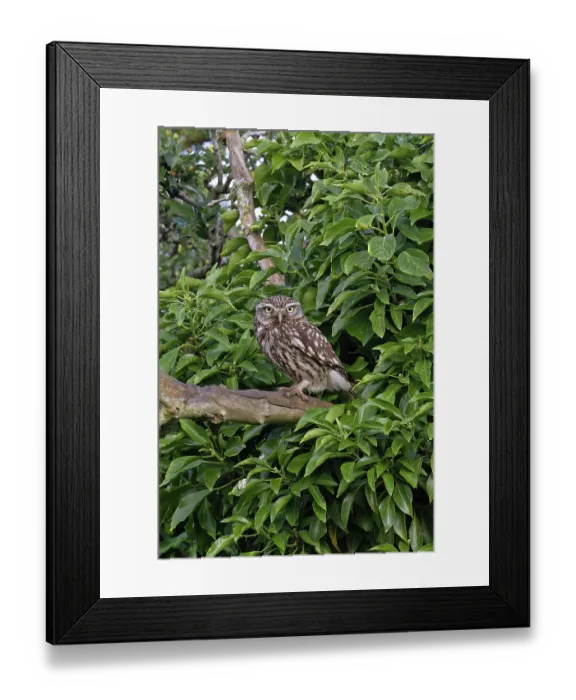 Framed Print : RF - Little owl (Athene noctua) perched on branch, Norfolk, England, UK. June. (This image may be licensed either as rights managed or royalty free.) Framed Print : RF - Little owl (Athene noctua) perched on branch, Norfolk, England, UK. June. (This image may be licensed either as rights managed or royalty free.)