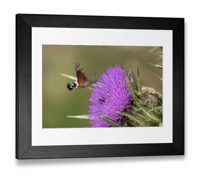Framed Print : RF - Hummingbird hawkmoth (Macroglossum stellatarum) nectaring on Thistle (Cirsium sp.) flower, Pyrenees, Spain. August Framed Print : RF - Hummingbird hawkmoth (Macroglossum stellatarum) nectaring on Thistle (Cirsium sp.) flower, Pyrenees, Spain. August