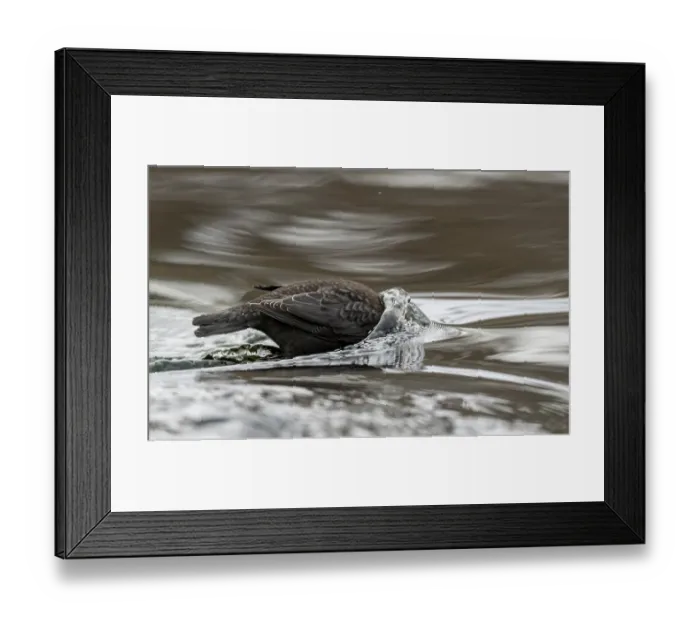 Framed Print : White-throated dipper (Cinclus cinclus) looking for food beneath surface of river, Finland, February