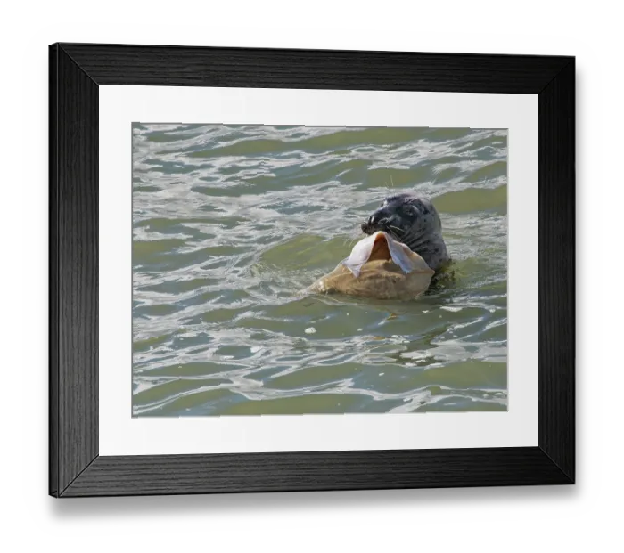 Framed Print : Grey seal (Halichoerus grypus) in water, holding Small-eyed ray (Raja microocellata) prey in its flippers, feeding on flesh from the fish's unprotected underside, Trebetherick Framed Print : Grey seal (Halichoerus grypus) in water, holding Small-eyed ray (Raja microocellata) prey in its flippers, feeding on flesh from the fish's unprotected underside, Trebetherick