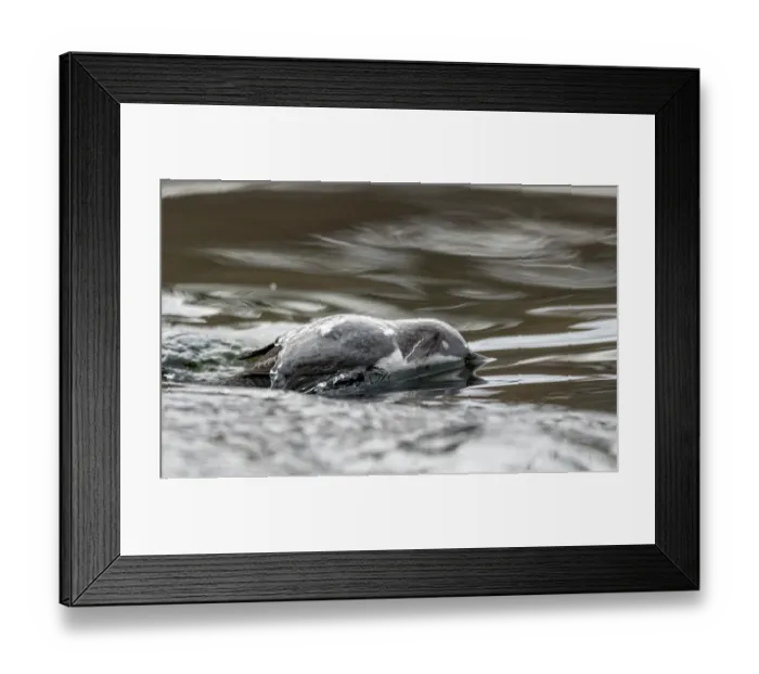 Framed Print : White-throated dipper (Cinclus cinclus) looking for food beneath surface of river, Finland, February Framed Print : White-throated dipper (Cinclus cinclus) looking for food beneath surface of river, Finland, February