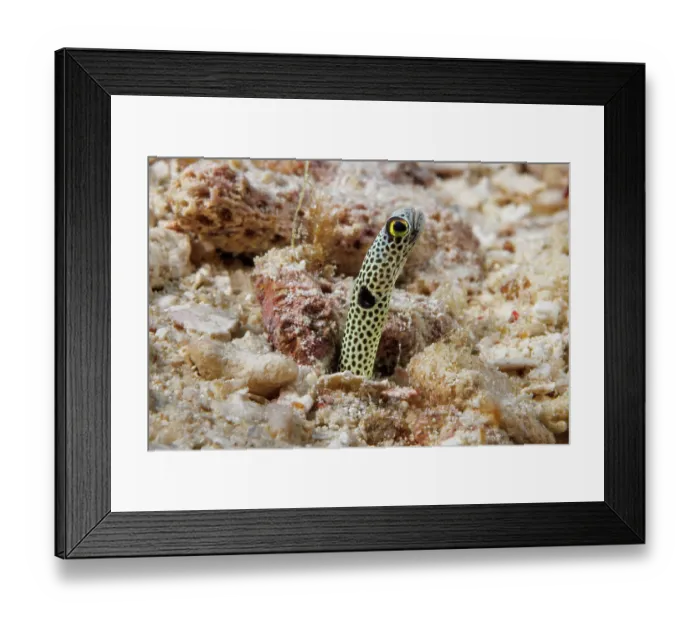Framed Print : Spotted garden eel (Heteroconger hassi) peering out from a hole in the reef, Yap, Federated States of Micronesia, Pacific Ocean Framed Print : Spotted garden eel (Heteroconger hassi) peering out from a hole in the reef, Yap, Federated States of Micronesia, Pacific Ocean