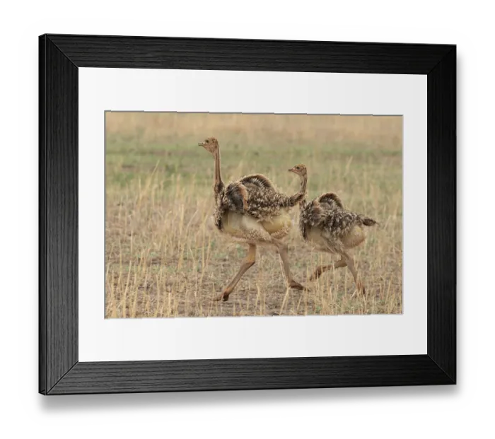 Framed Print : Two Masai ostrich (Struthio camelus massaicus) chicks running, Tarangire National Park, Tanzania Framed Print : Two Masai ostrich (Struthio camelus massaicus) chicks running, Tarangire National Park, Tanzania