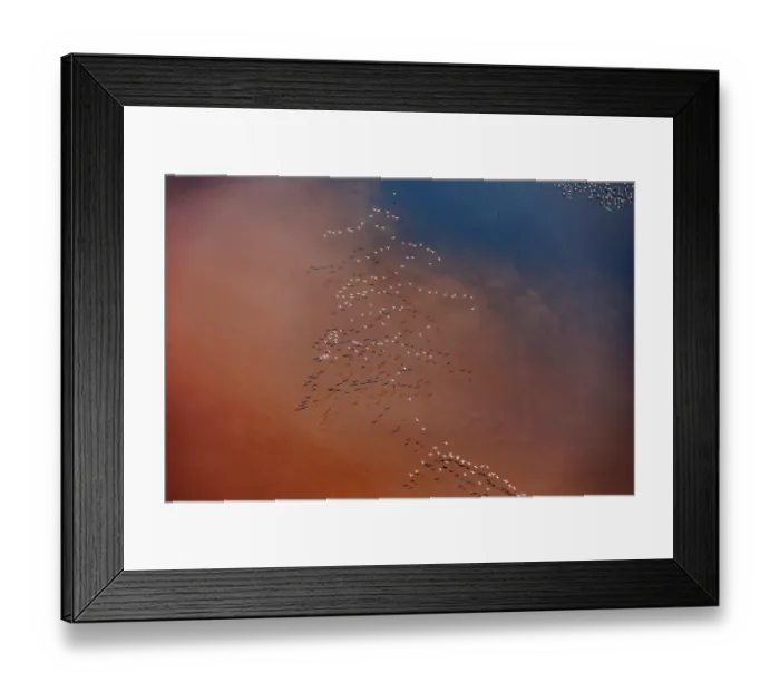 Framed Print : Aerial view of Lesser flamingos (Phoeniconaias minor) flock in flight over Lake Magadi, Kenya Framed Print : Aerial view of Lesser flamingos (Phoeniconaias minor) flock in flight over Lake Magadi, Kenya