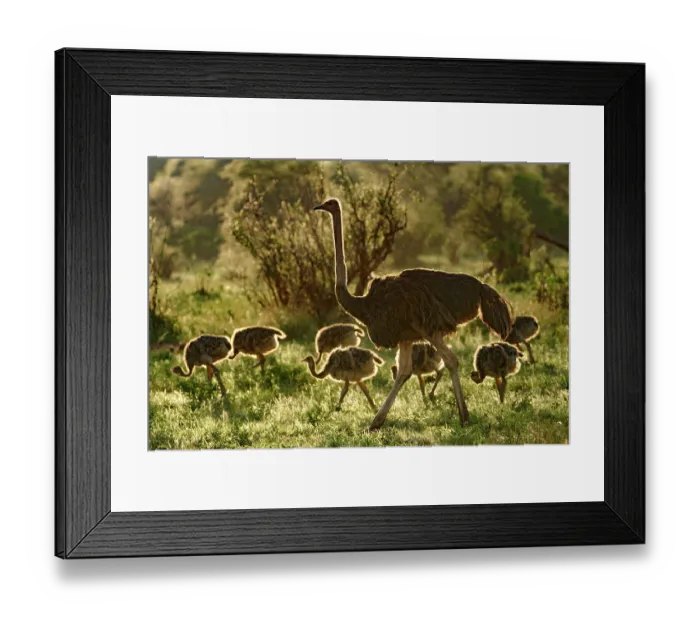 Framed Print : Masai ostrich (Struthio camelus massaicus) female with chicks walking in bushland, Tarangire National Park, Tanzania Framed Print : Masai ostrich (Struthio camelus massaicus) female with chicks walking in bushland, Tarangire National Park, Tanzania