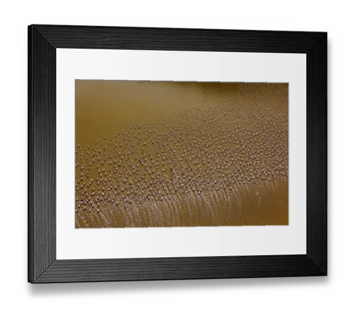 Framed Print : Aerial view of Lesser flamingos (Phoeniconaias minor) flock in flight over Lake Magadi, Kenya Framed Print : Aerial view of Lesser flamingos (Phoeniconaias minor) flock in flight over Lake Magadi, Kenya