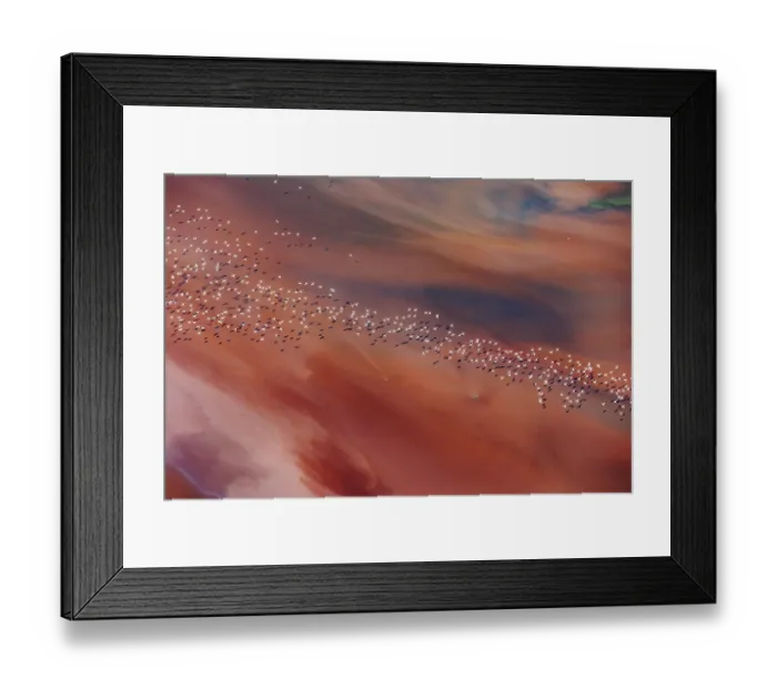 Framed Print : Aerial view of Lesser flamingos (Phoeniconaias minor) flock in flight over Lake Magadi, Kenya Framed Print : Aerial view of Lesser flamingos (Phoeniconaias minor) flock in flight over Lake Magadi, Kenya