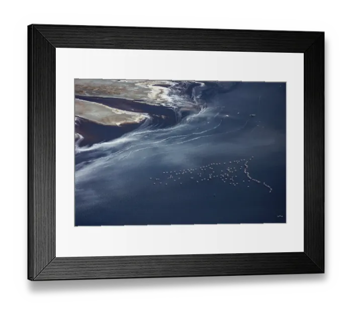 Framed Print : Aerial view of Lesser flamingos (Phoeniconaias minor) flock in flight over Lake Magadi, Kenya Framed Print : Aerial view of Lesser flamingos (Phoeniconaias minor) flock in flight over Lake Magadi, Kenya