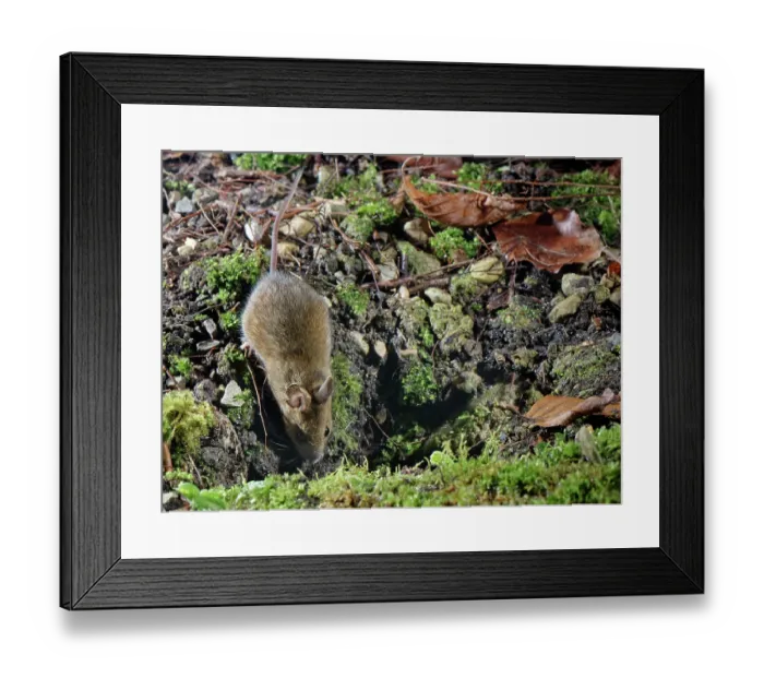 Framed Print : Wood mouse (Apodemus sylvaticus) entering its burrow after foraging in a garden flowerbed at night, Wiltshire, England, UK. January Framed Print : Wood mouse (Apodemus sylvaticus) entering its burrow after foraging in a garden flowerbed at night, Wiltshire, England, UK. January
