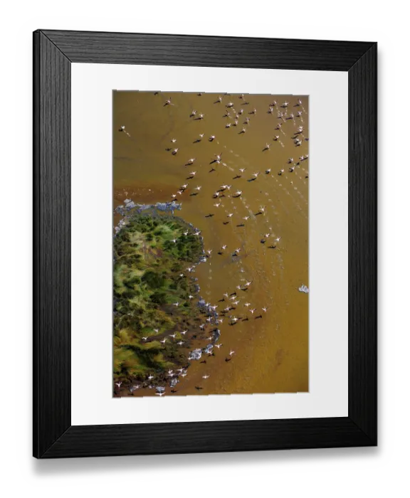 Framed Print : Aerial view of Lesser flamingos (Phoeniconaias minor) flock in flight over Lake Magadi, Kenya Framed Print : Aerial view of Lesser flamingos (Phoeniconaias minor) flock in flight over Lake Magadi, Kenya