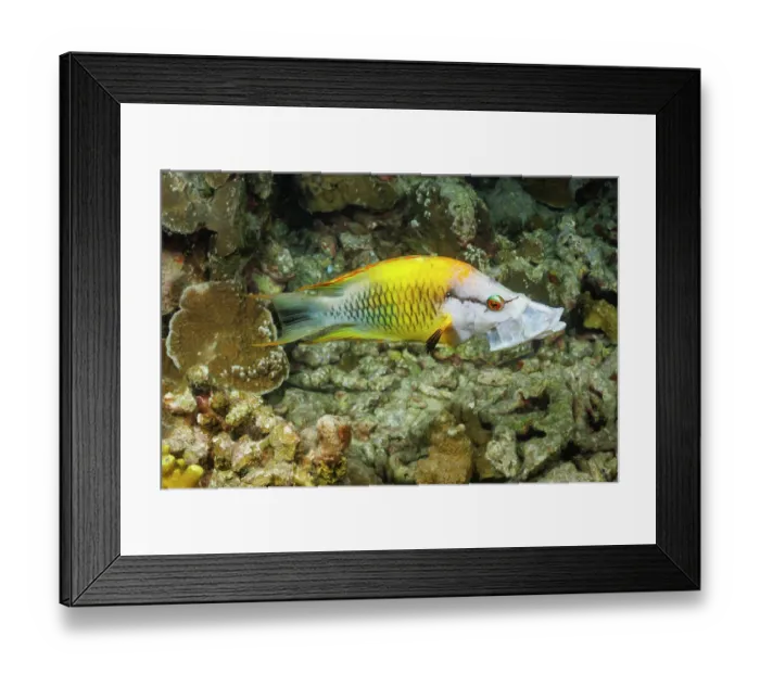 Framed Print : Slingjaw wrasse (Epibulus insidiator) female, initial yellow phase, portrait, Yap, Federated States of Micronesia, Pacific Ocean Framed Print : Slingjaw wrasse (Epibulus insidiator) female, initial yellow phase, portrait, Yap, Federated States of Micronesia, Pacific Ocean