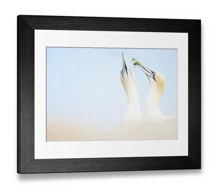Framed Print : Northern gannets (Morus bassanus) pair, courtship display, head portrait, Great Saltee Island, Republic of Ireland. May Framed Print : Northern gannets (Morus bassanus) pair, courtship display, head portrait, Great Saltee Island, Republic of Ireland. May
