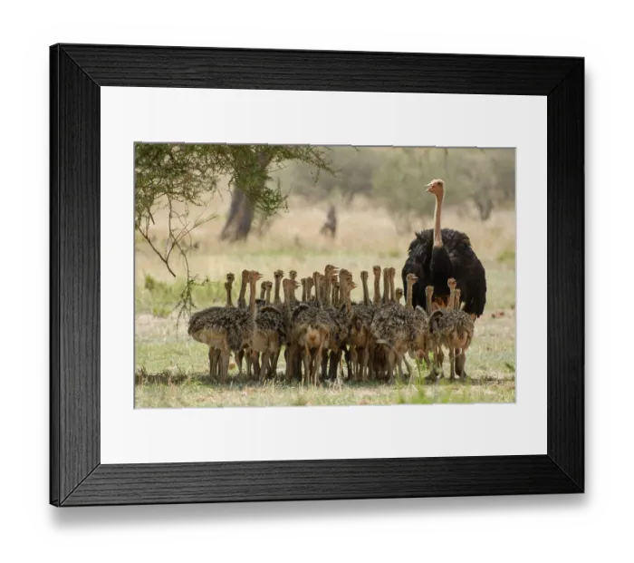 Framed Print : Masai ostrich (Struthio camelus massaicus) male with brood of chicks resting in the shade of a tree, Tarangire National Park, Tanzania Framed Print : Masai ostrich (Struthio camelus massaicus) male with brood of chicks resting in the shade of a tree, Tarangire National Park, Tanzania
