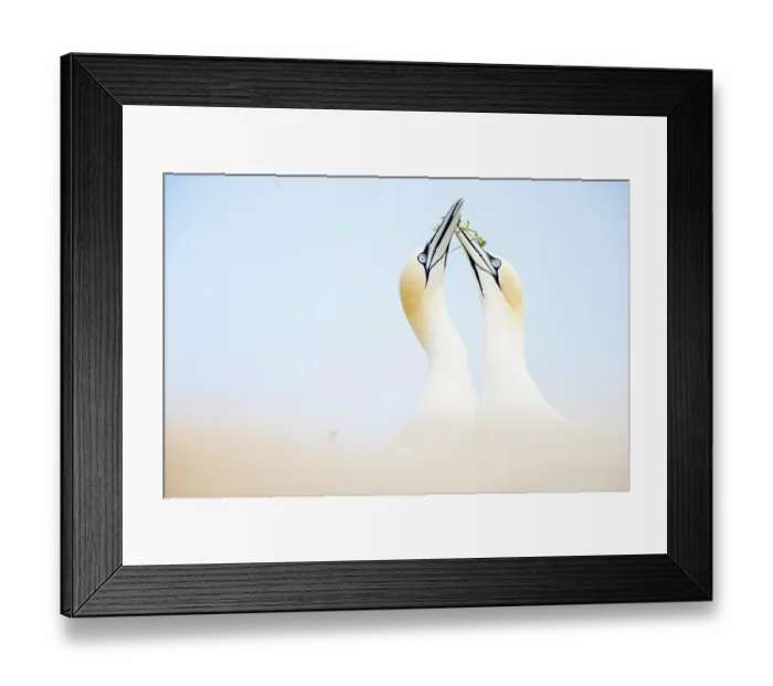 Framed Print : Northern gannets (Morus bassanus) pair, with nesting material in beak, head portrait, Great Saltee Island, Republic of Ireland. May Framed Print : Northern gannets (Morus bassanus) pair, with nesting material in beak, head portrait, Great Saltee Island, Republic of Ireland. May