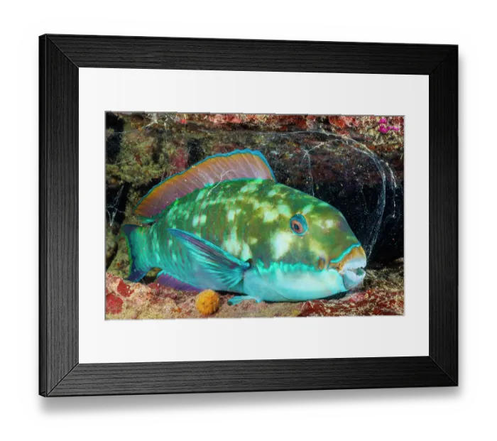Framed Print : Steephead parrotfish (Chlorurus microrhinos) resting inside a mucus bubble it has secreted as protection from predators at night, Yap, Federated States of Micronesia Framed Print : Steephead parrotfish (Chlorurus microrhinos) resting inside a mucus bubble it has secreted as protection from predators at night, Yap, Federated States of Micronesia